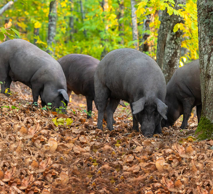 De Romeinen en het bos breed iberico